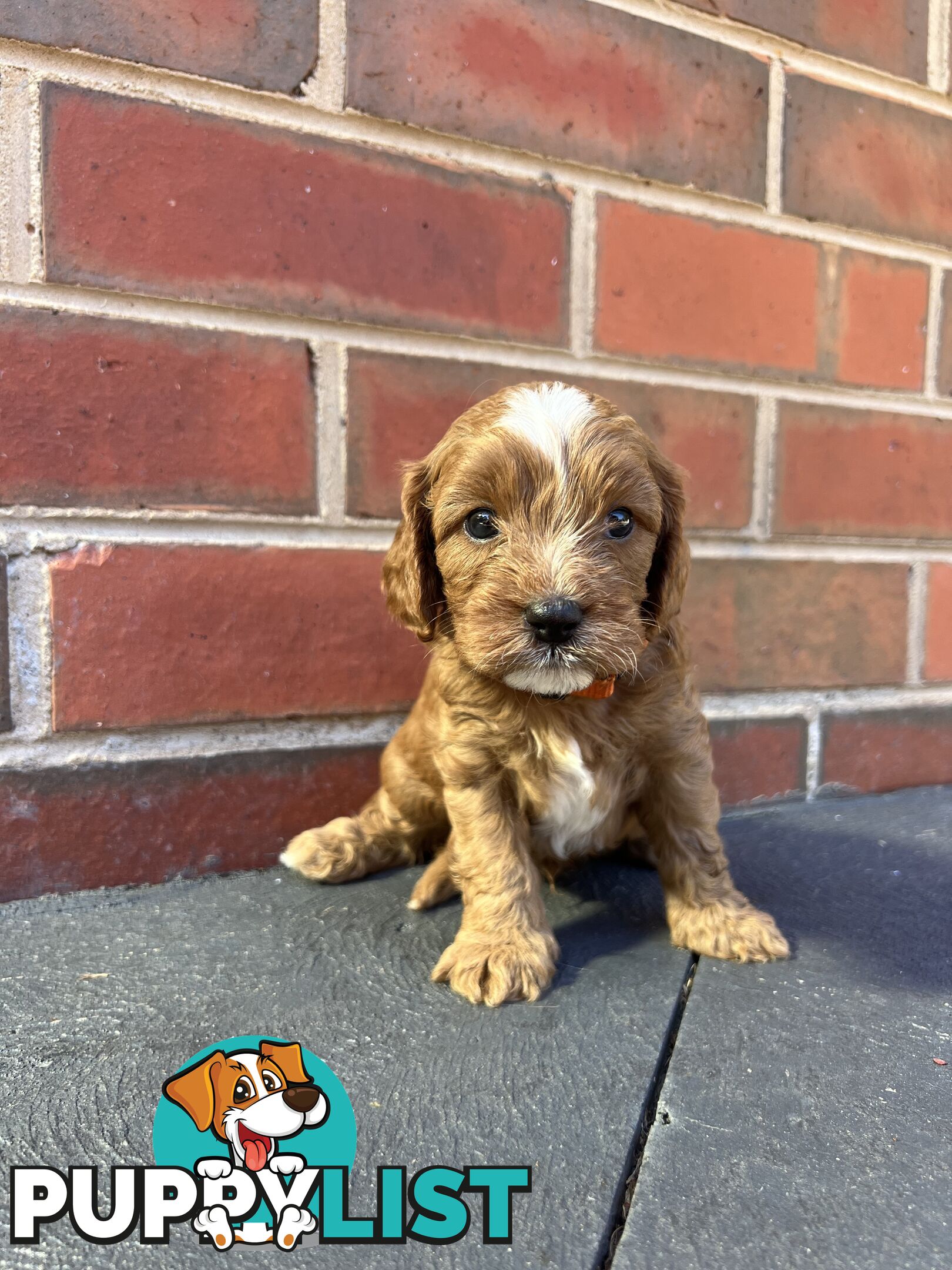 Cavoodle puppies