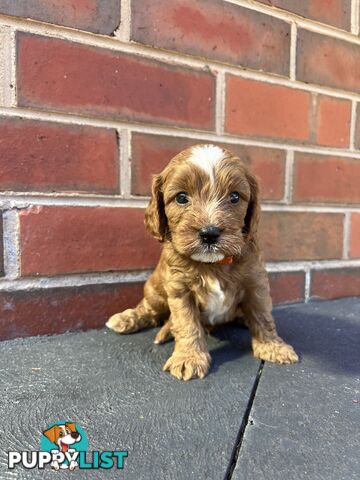 Cavoodle puppies