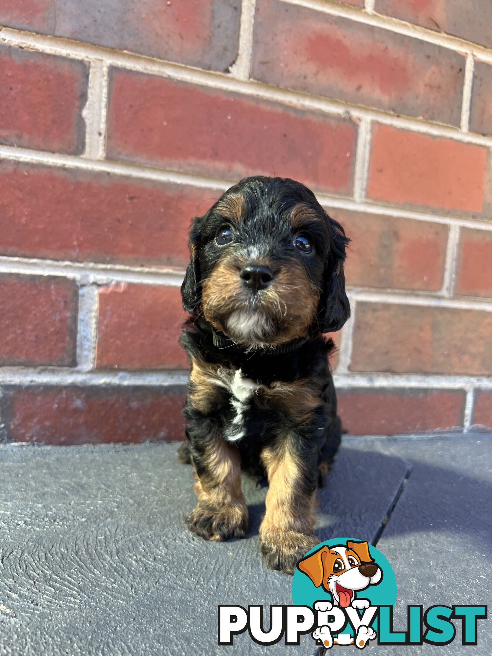 Cavoodle puppies