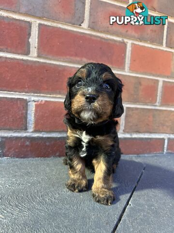 Cavoodle puppies