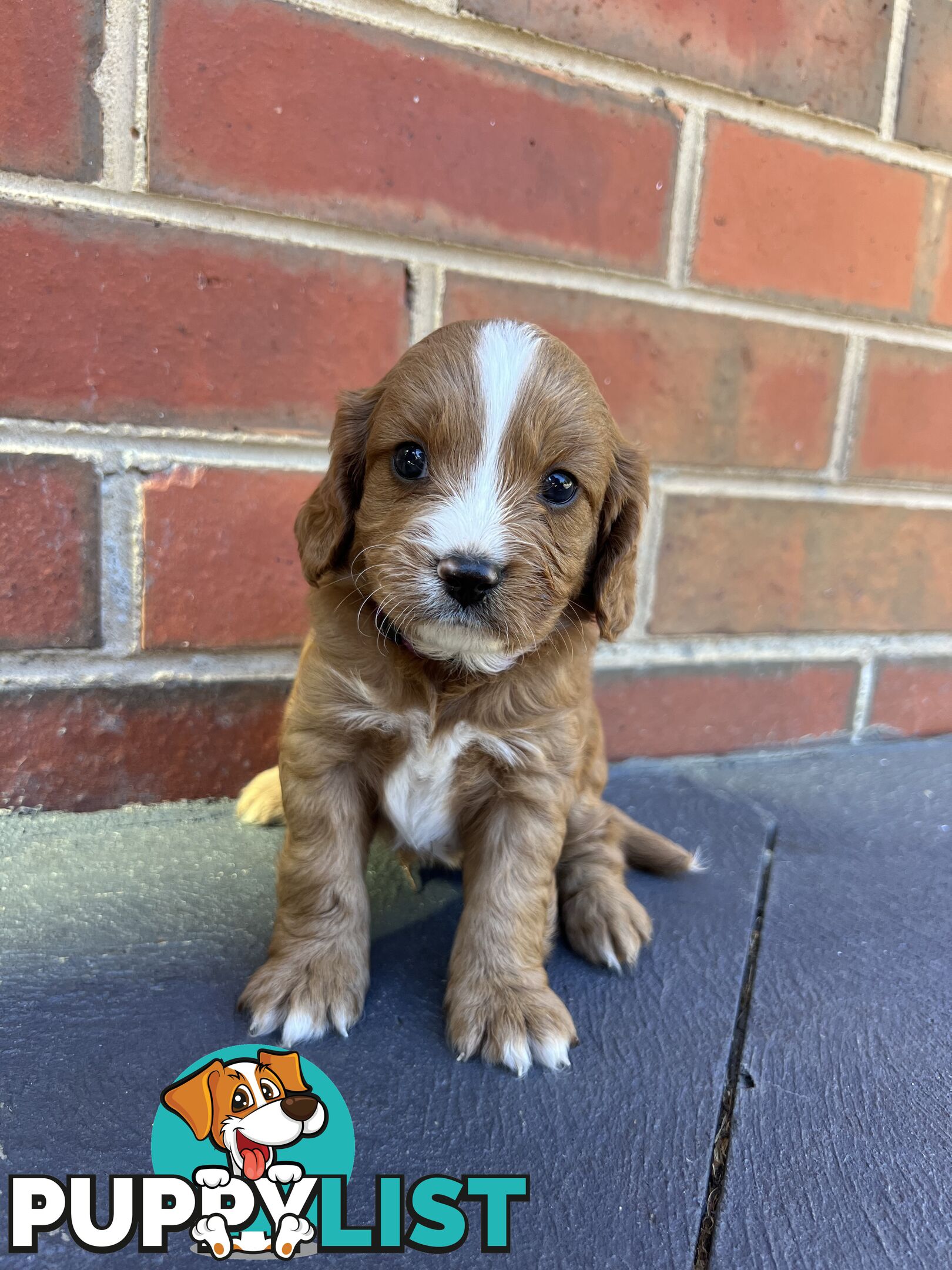 Cavoodle puppies