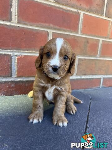 Cavoodle puppies