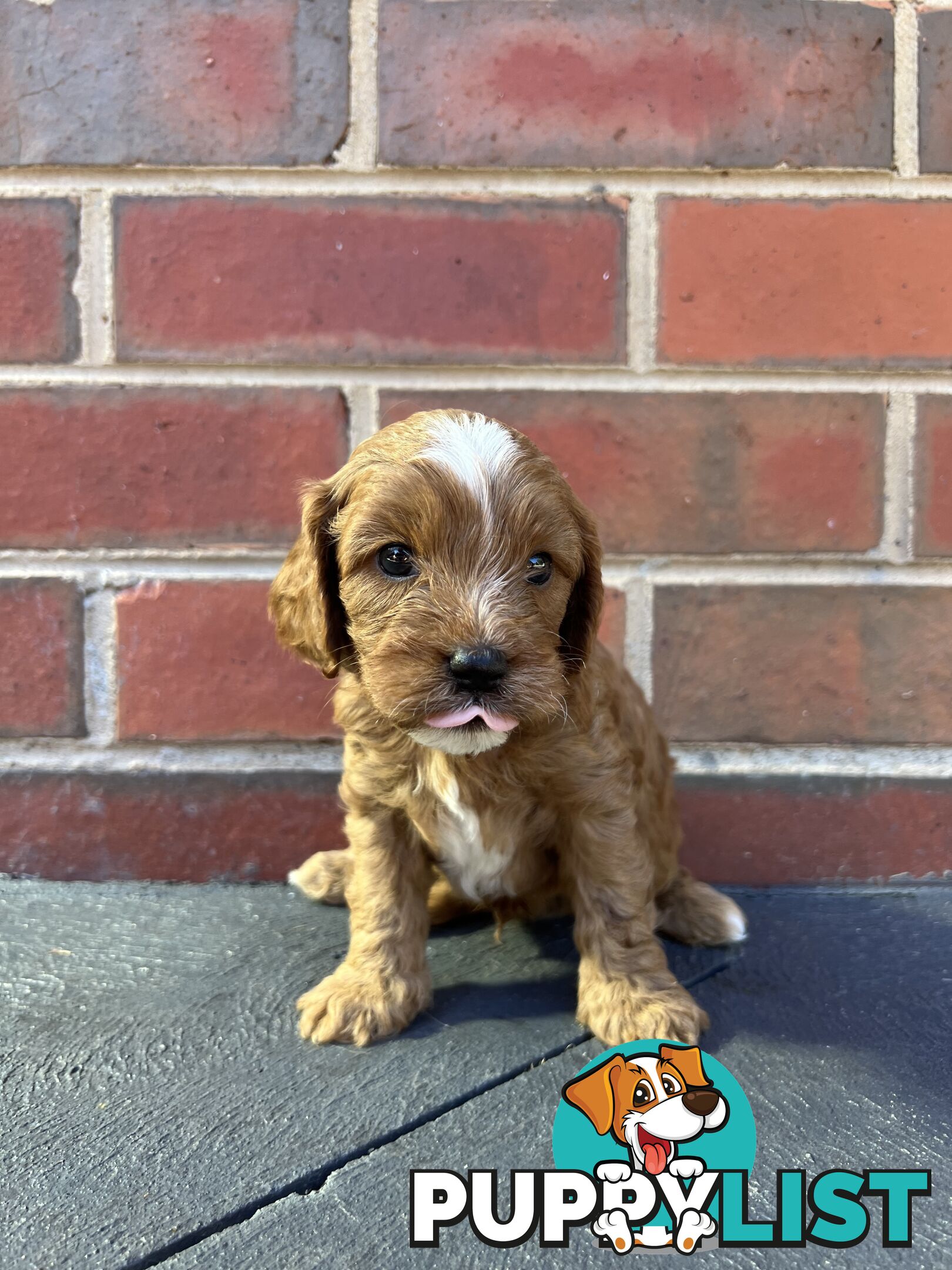 Cavoodle puppies