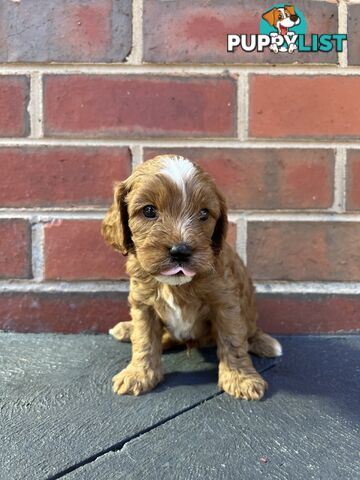 Cavoodle puppies