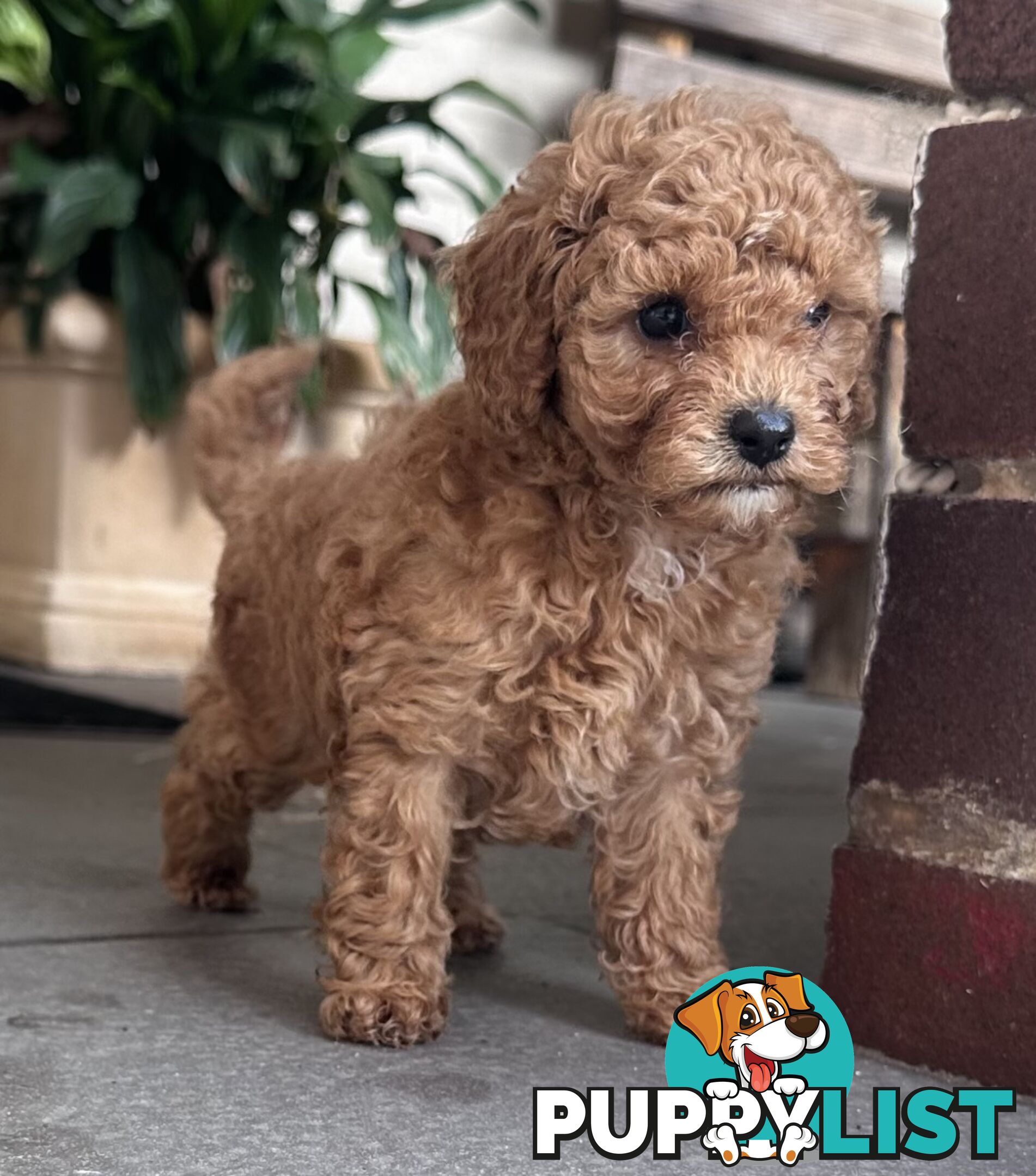 Cavoodle stunning male and female