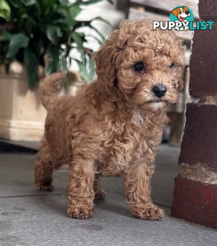 Cavoodle stunning male and female