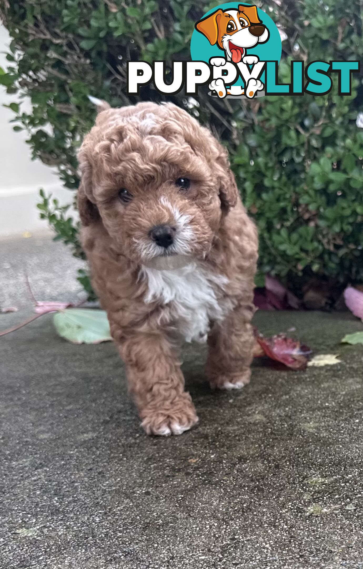 Cavoodle stunning male and female