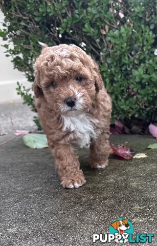 Cavoodle stunning male and female