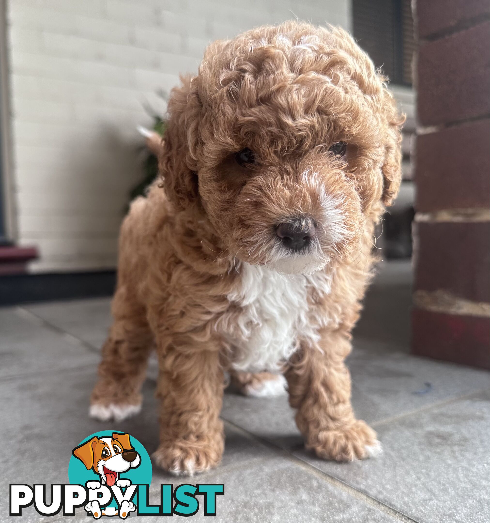 Cavoodle stunning male and female