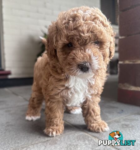 Cavoodle stunning male and female
