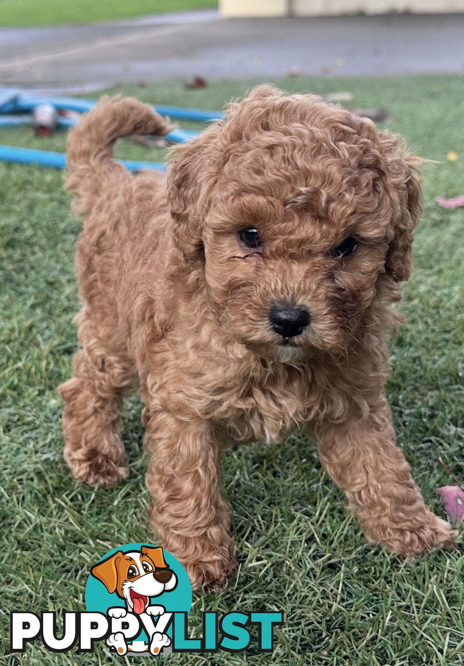 Cavoodle stunning male and female
