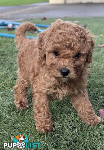 Cavoodle stunning male and female