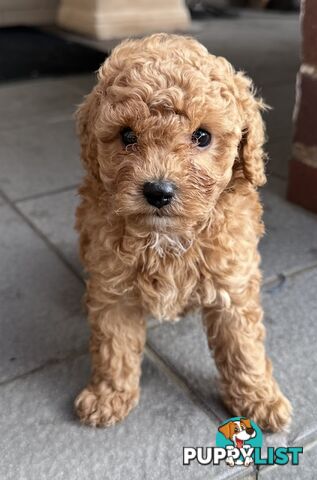 Cavoodle stunning male and female