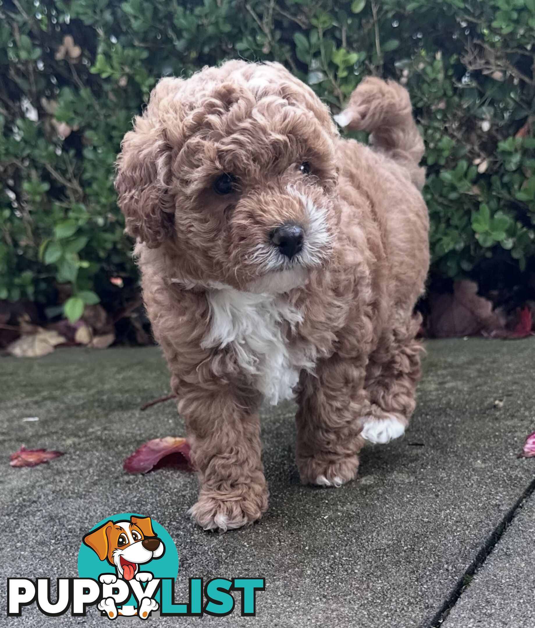 Cavoodle stunning male and female