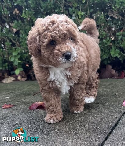 Cavoodle stunning male and female