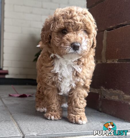 Cavoodle stunning male and female