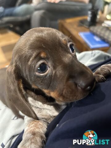 Dachshunds mini piebald