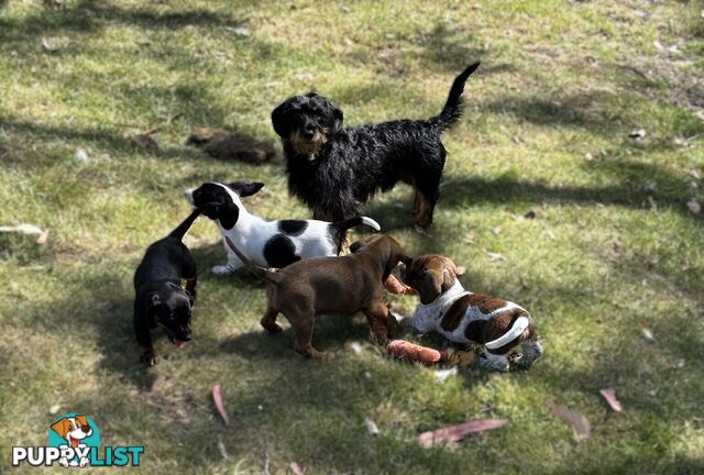 Dachshund X puppies