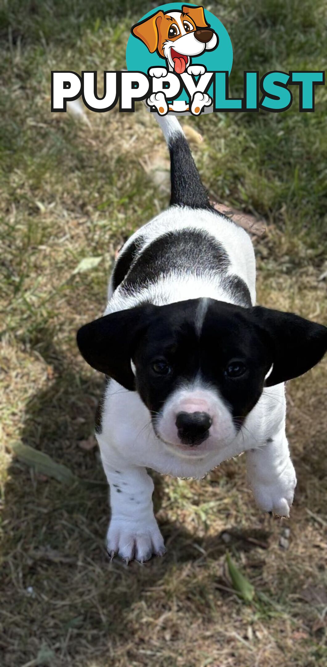 Dachshund X puppies