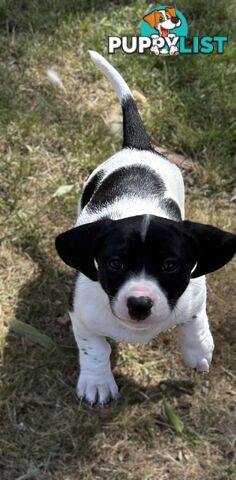 Dachshund X puppies