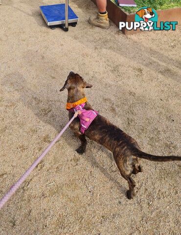 Dachshund X puppies