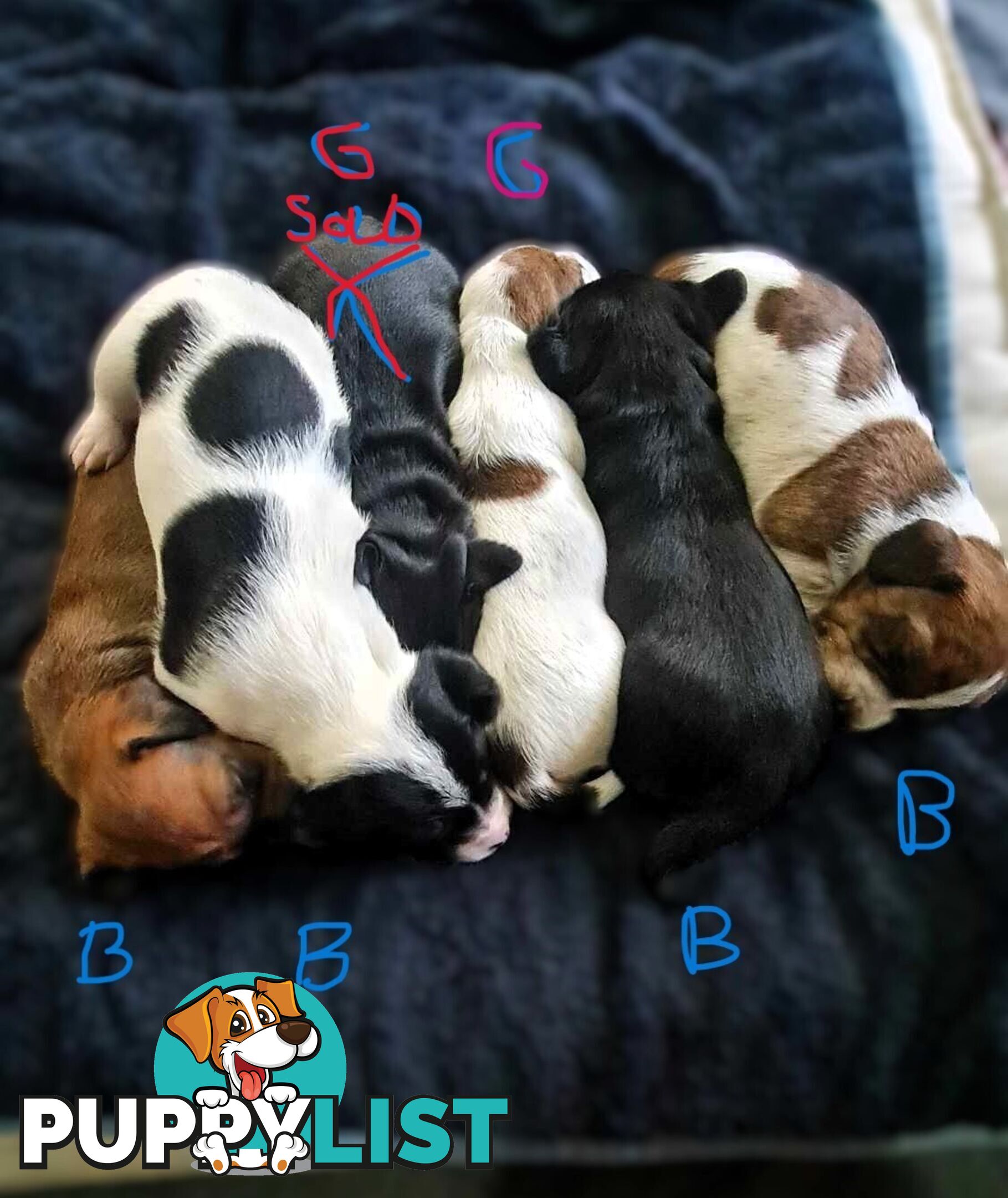 Dachshund X puppies