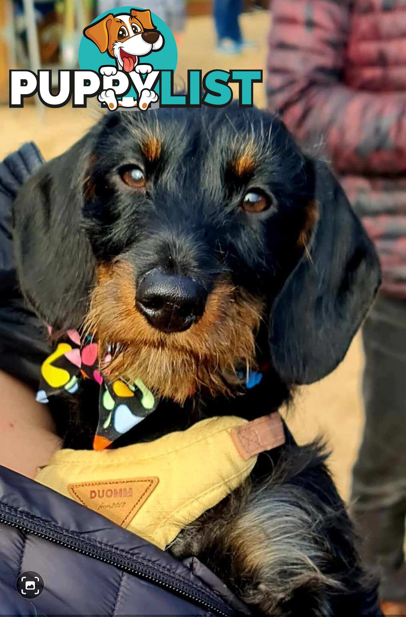 Dachshund X puppies