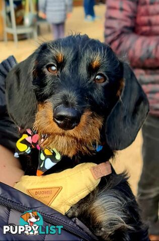 Dachshund X puppies