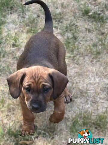 Dachshund X puppies