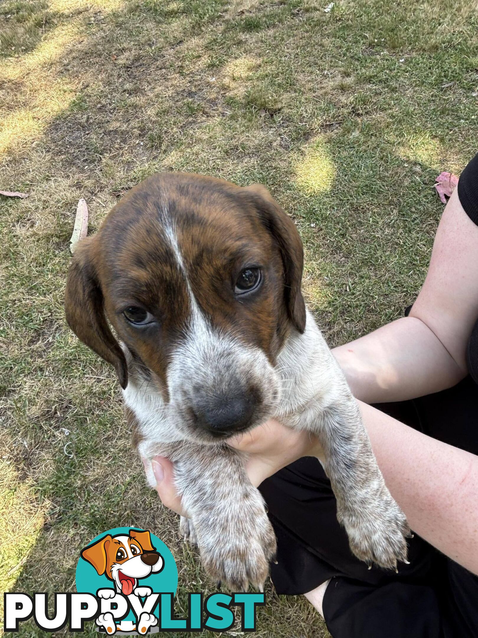 Dachshund X puppies