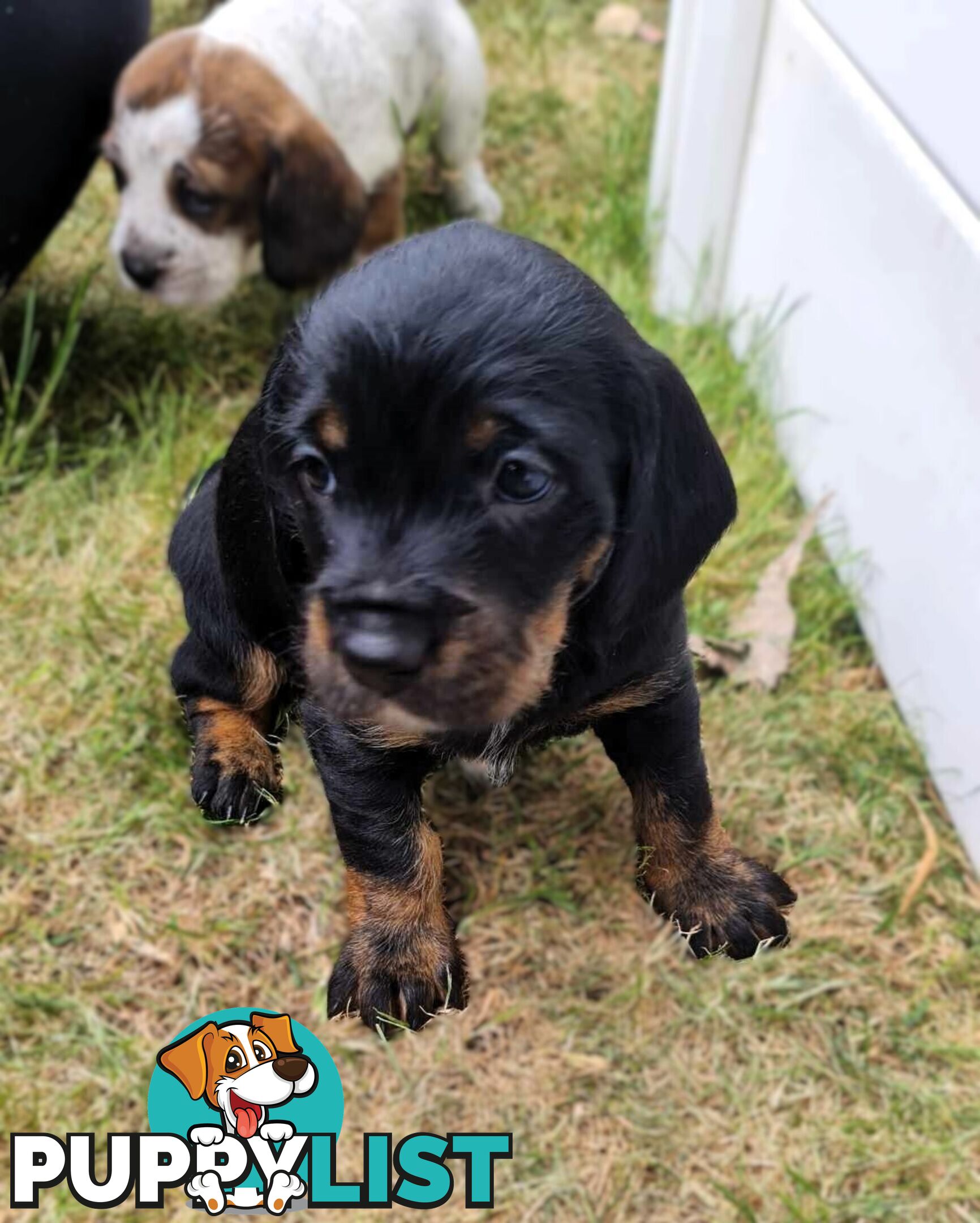 Dachshund X puppies