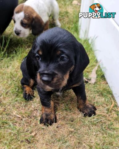 Dachshund X puppies