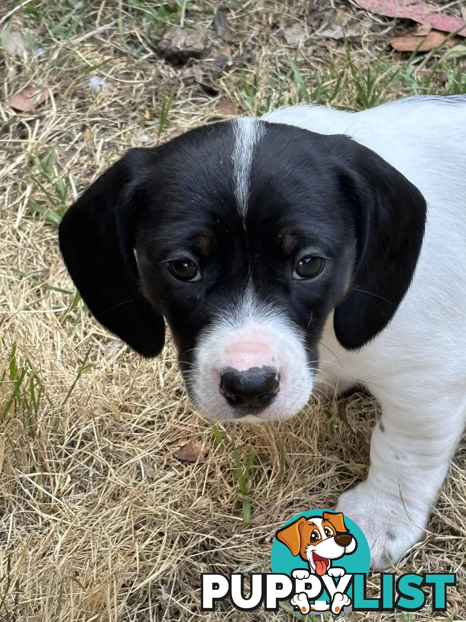 Dachshund X puppies