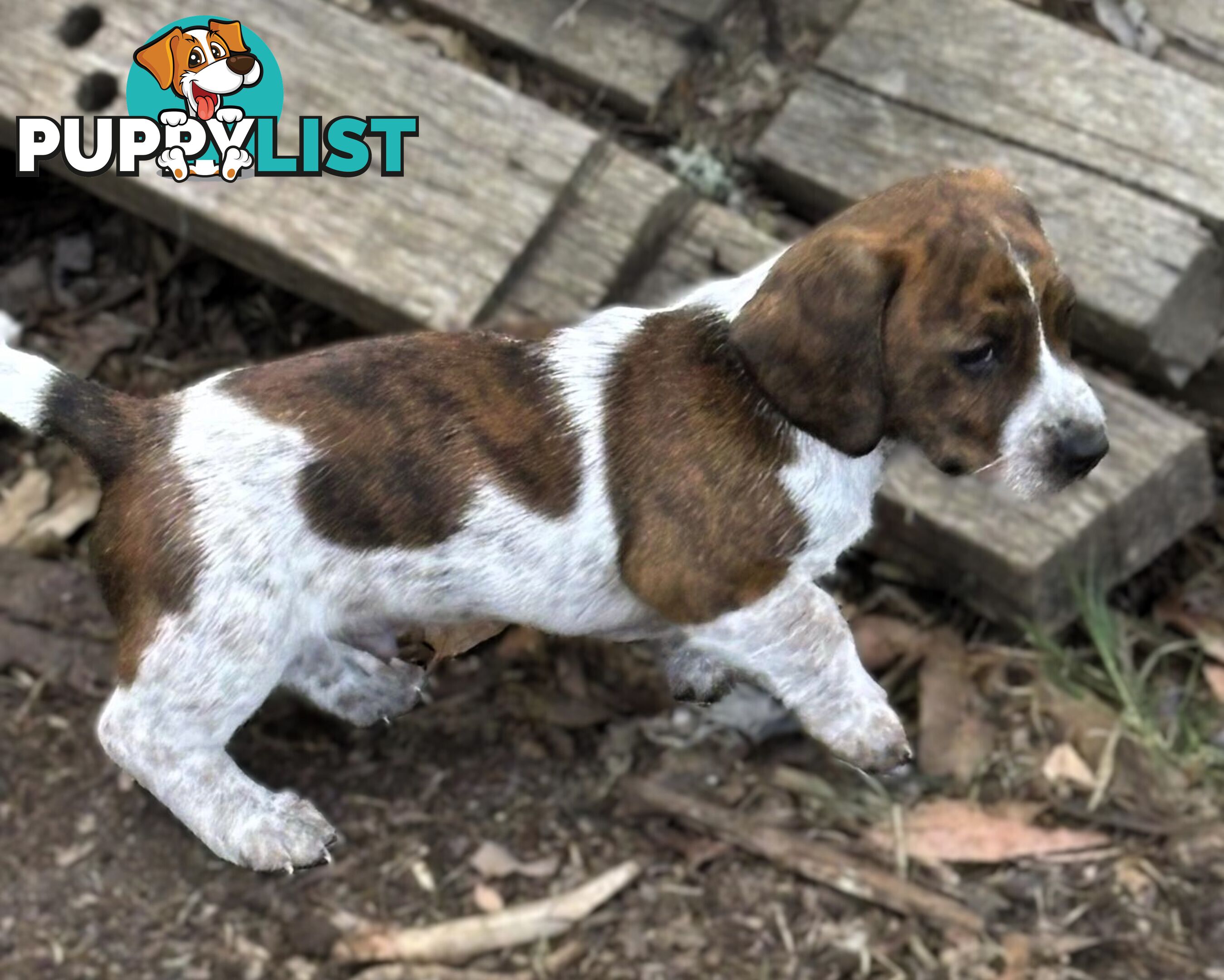 Dachshund X puppies