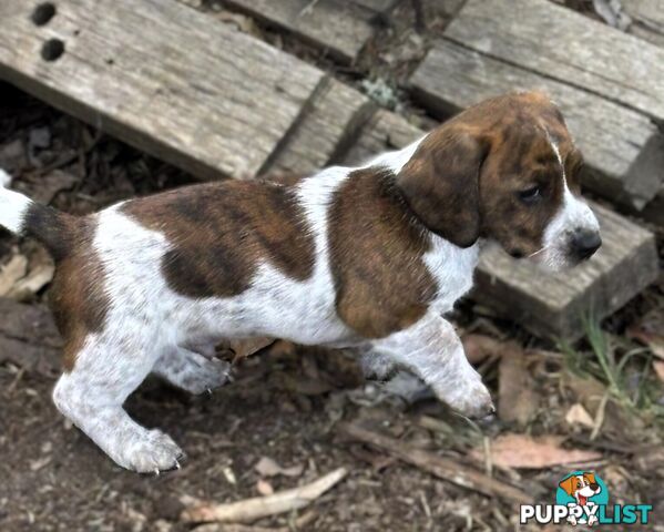 Dachshund X puppies