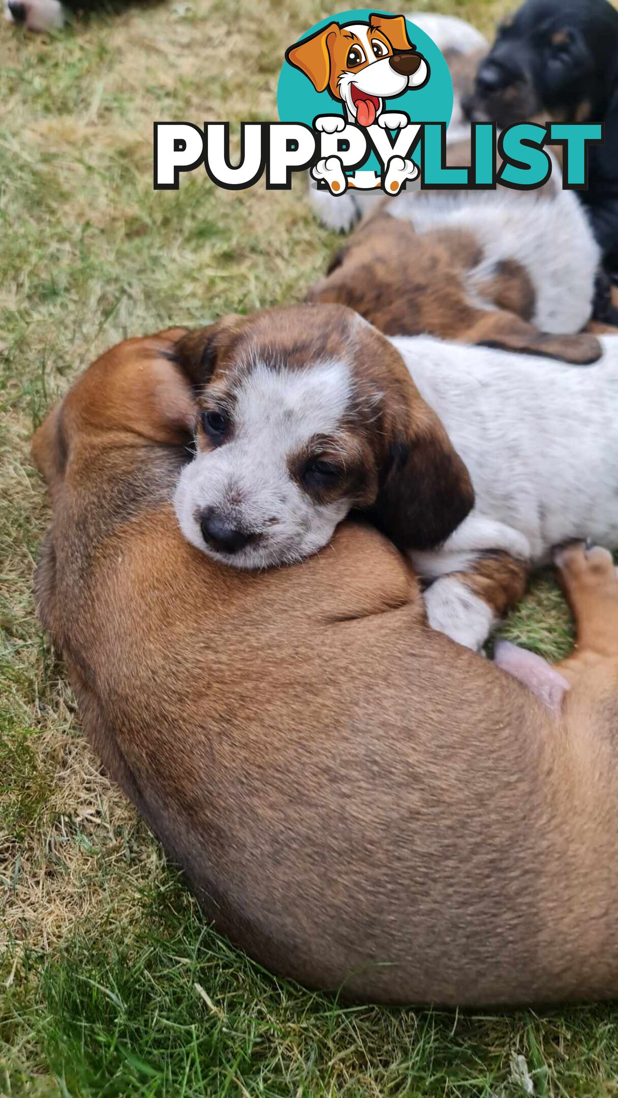 Dachshund X puppies