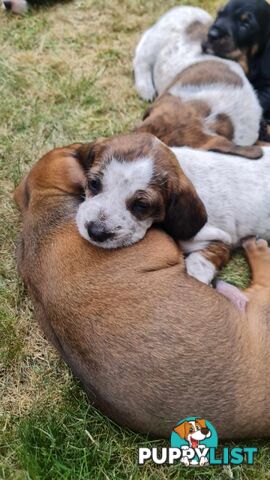 Dachshund X puppies