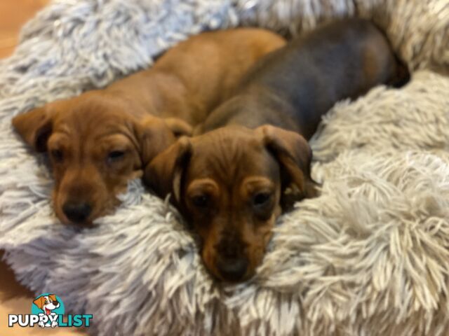 Miniature Dachshund