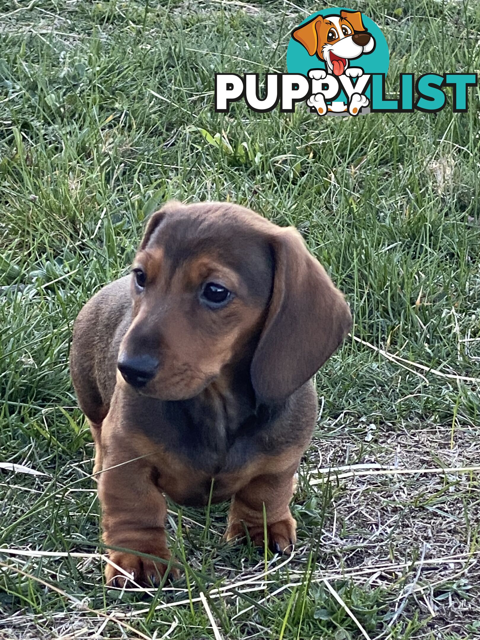 Miniature Dachshund