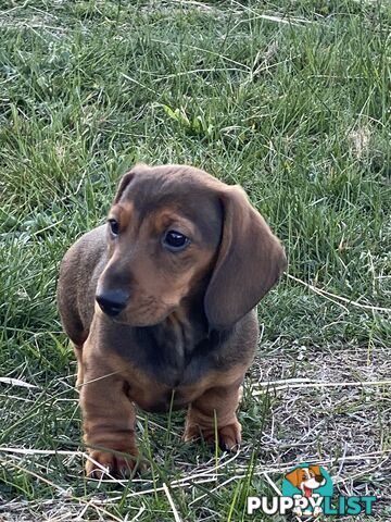 Miniature Dachshund