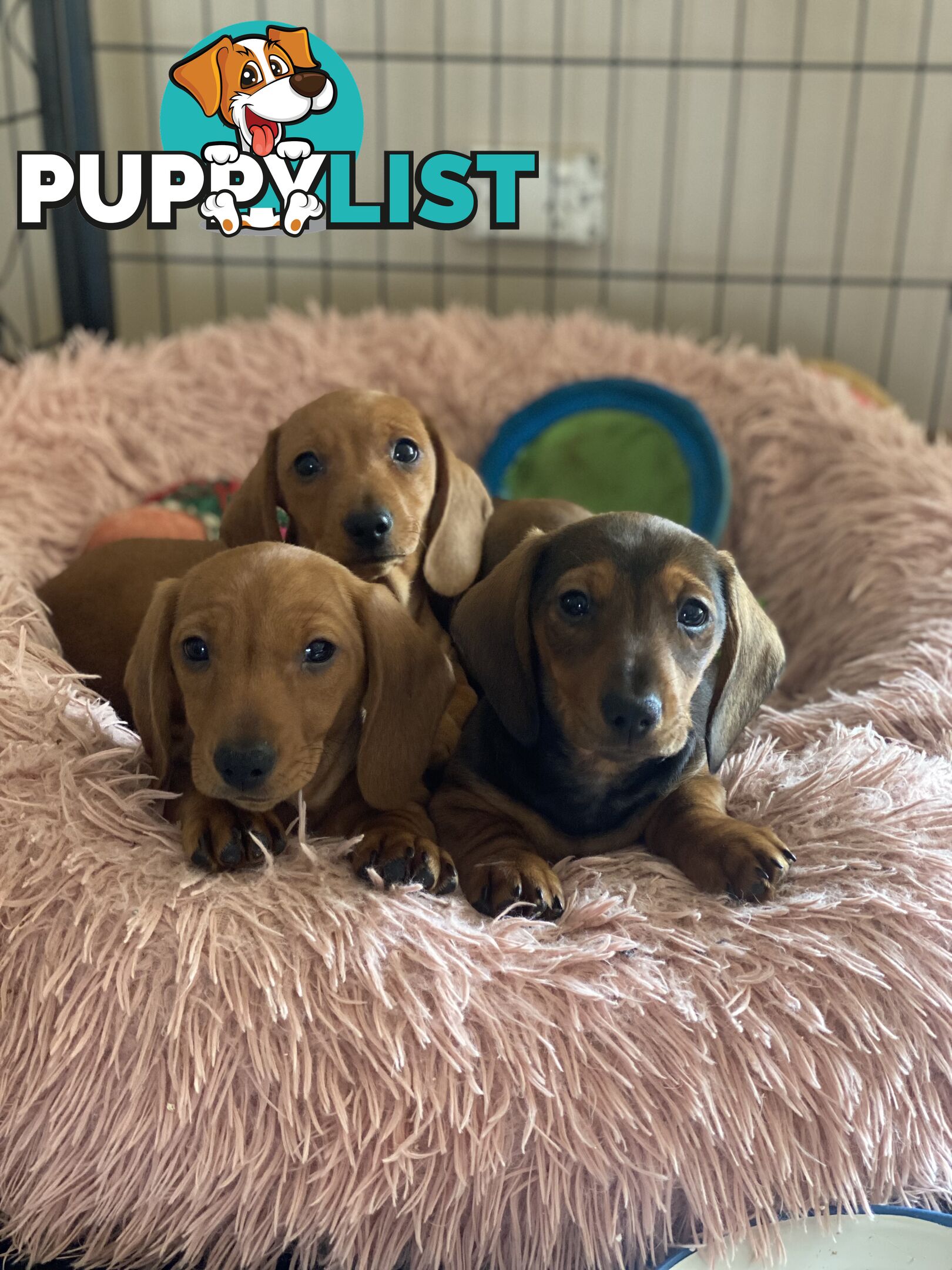 Miniature Dachshund