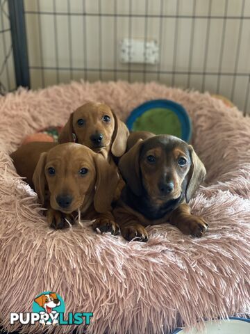 Miniature Dachshund