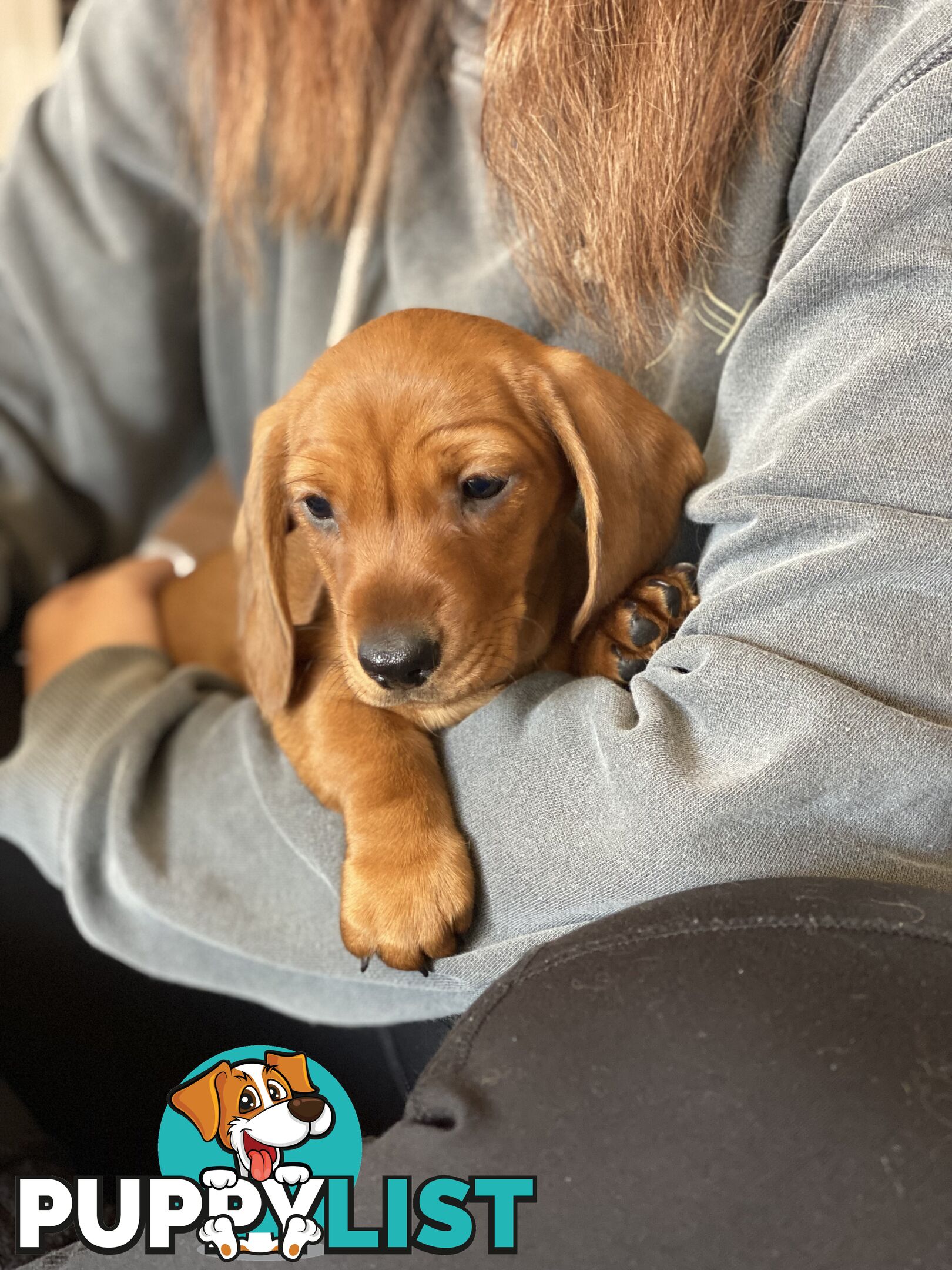 Miniature Dachshund