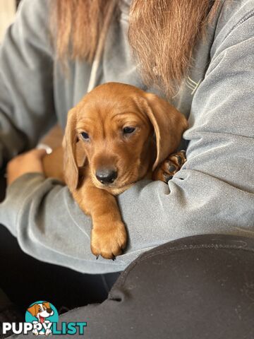 Miniature Dachshund