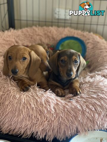 Miniature Dachshund