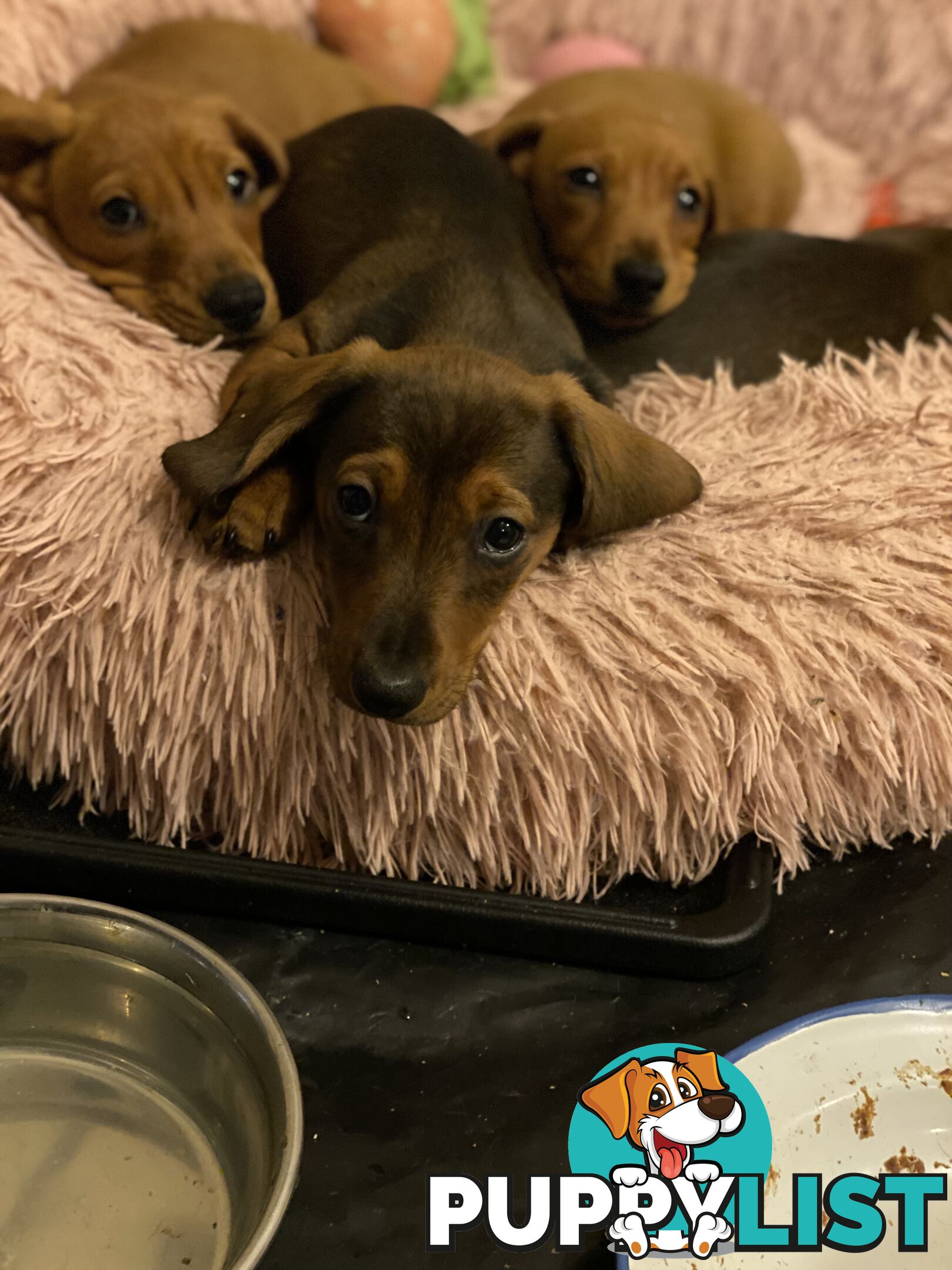Miniature Dachshund