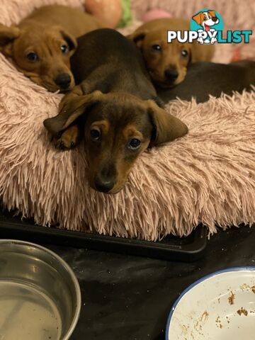 Miniature Dachshund
