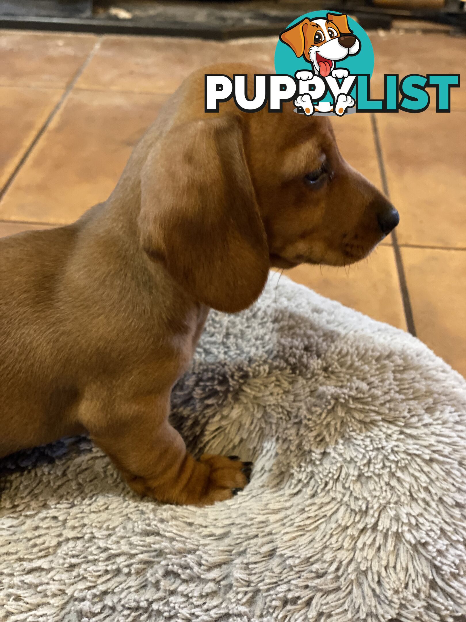Miniature Dachshund