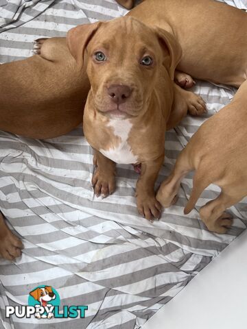 Staffy puppies male and female