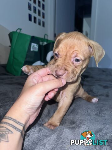 Staffy puppies male &amp; female